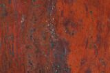 Polished Stromatolite (Collenia) - Minnesota #126102-1